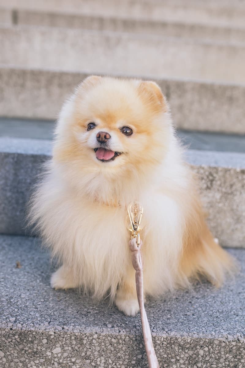 Pomeranian - German Dog Breeds