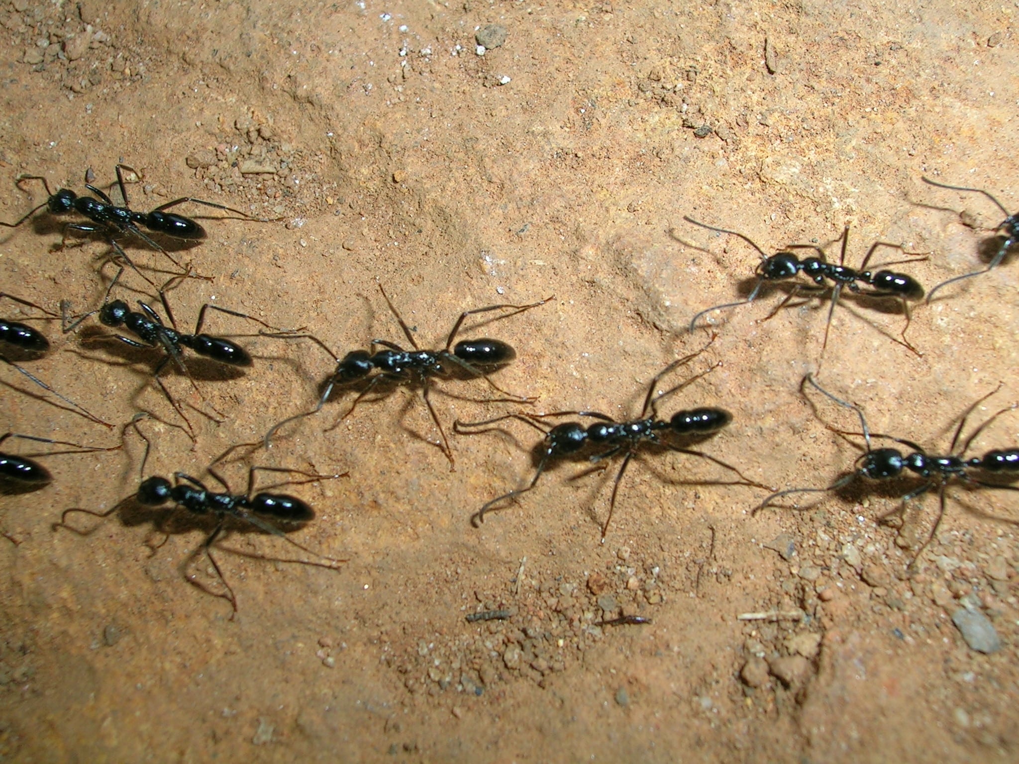 Ponerine Ant