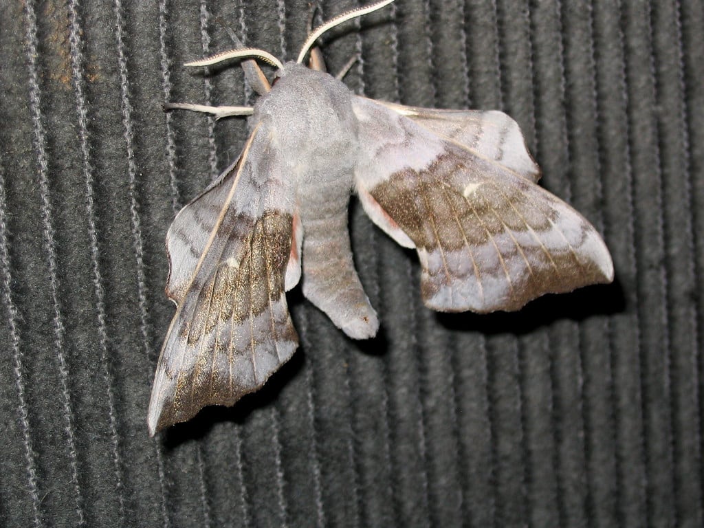 Poplar Hawk-Moth