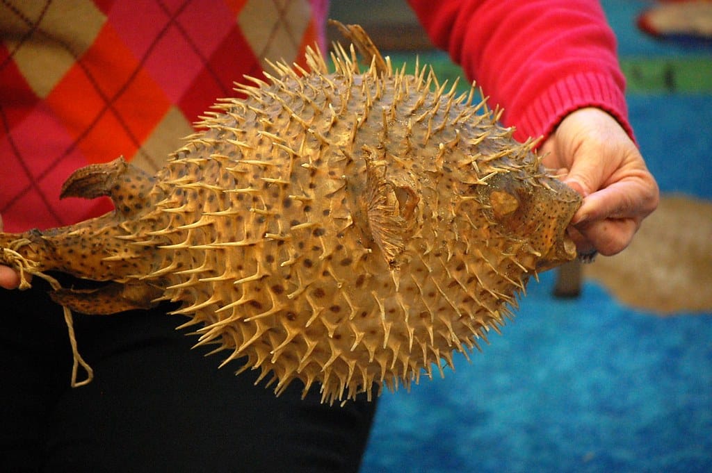 Porcupine Pufferfish