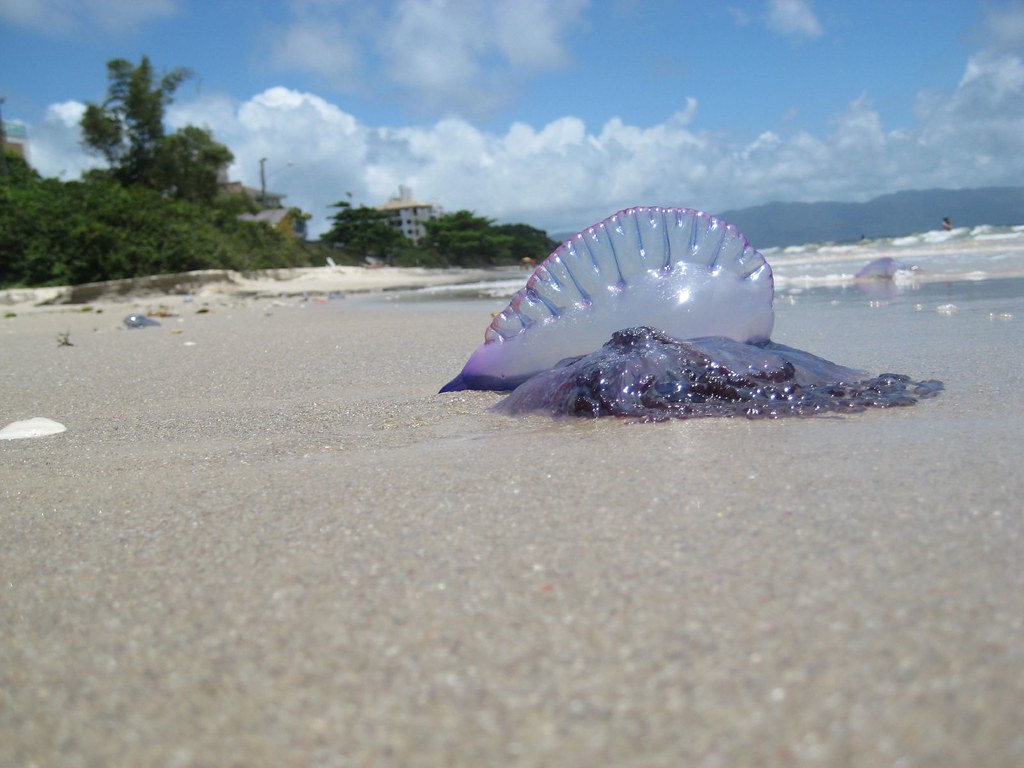 Portuguese Man-o-War - types of jellyfish in texas
