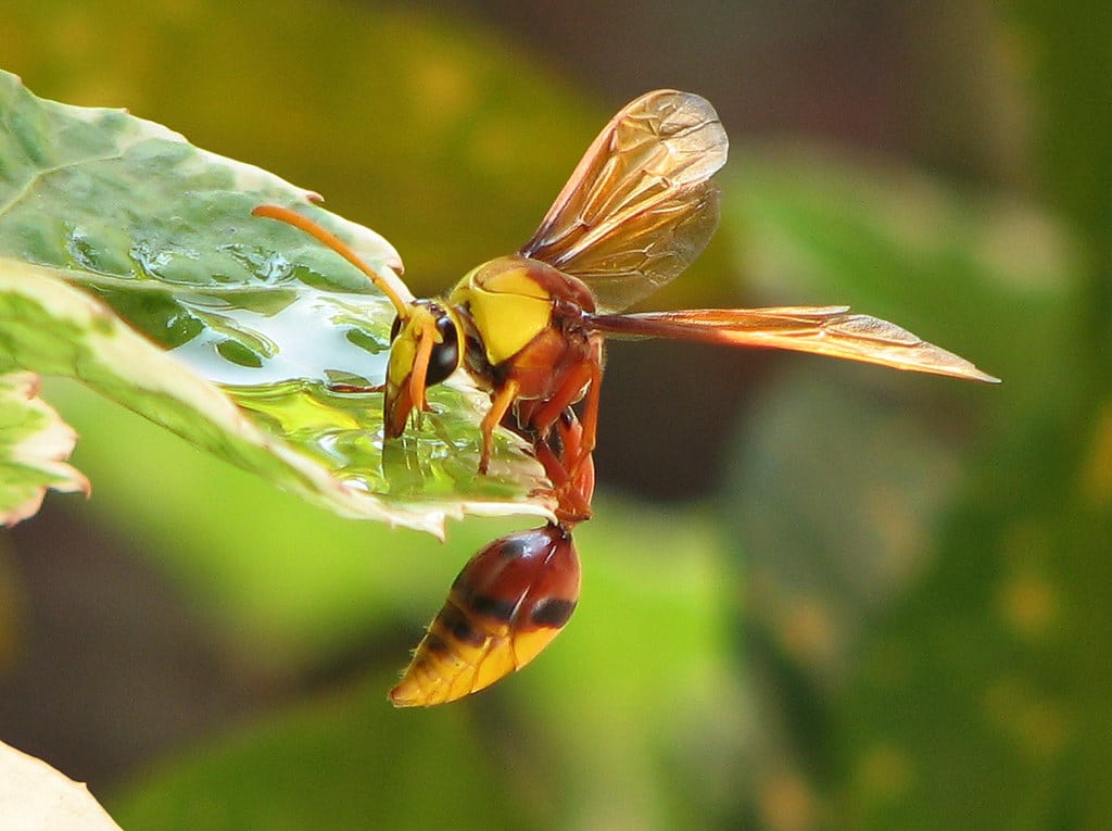 Potter Wasp