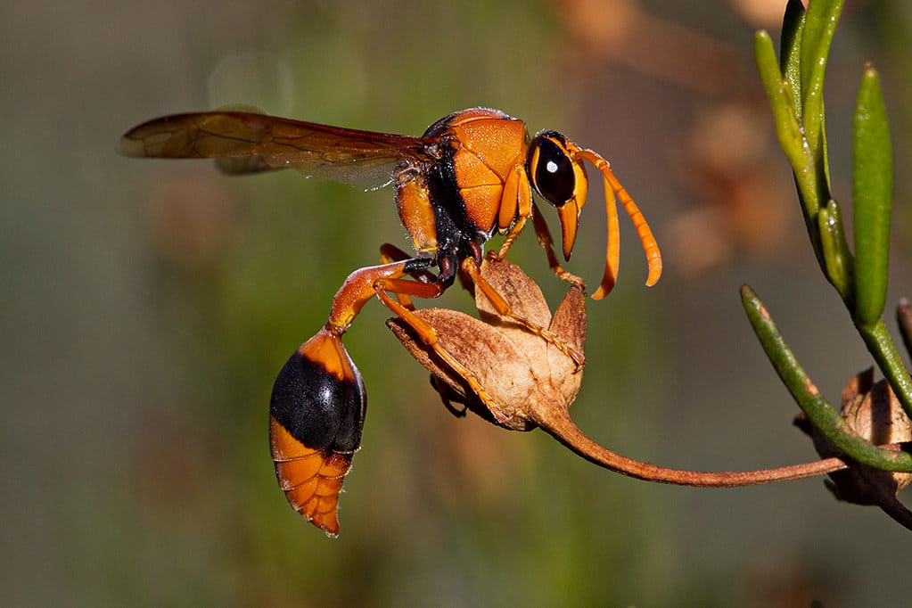 Potter Wasps