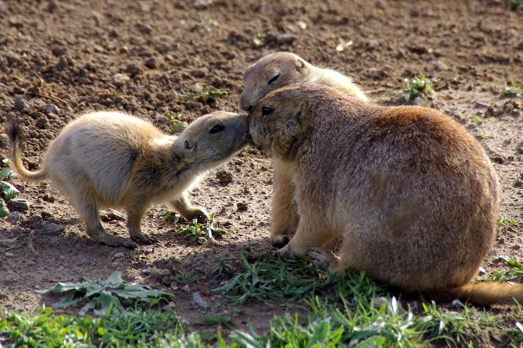 Prairie Dogs