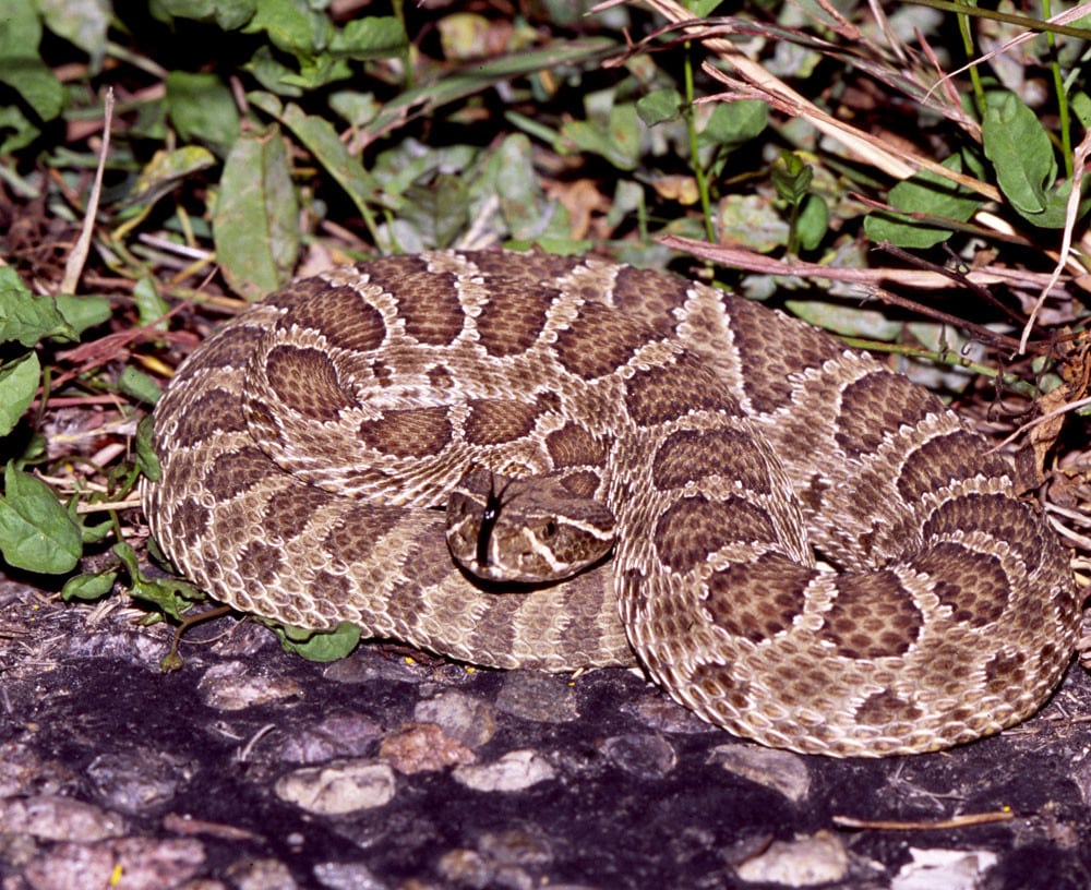 Prairie Rattlesnake