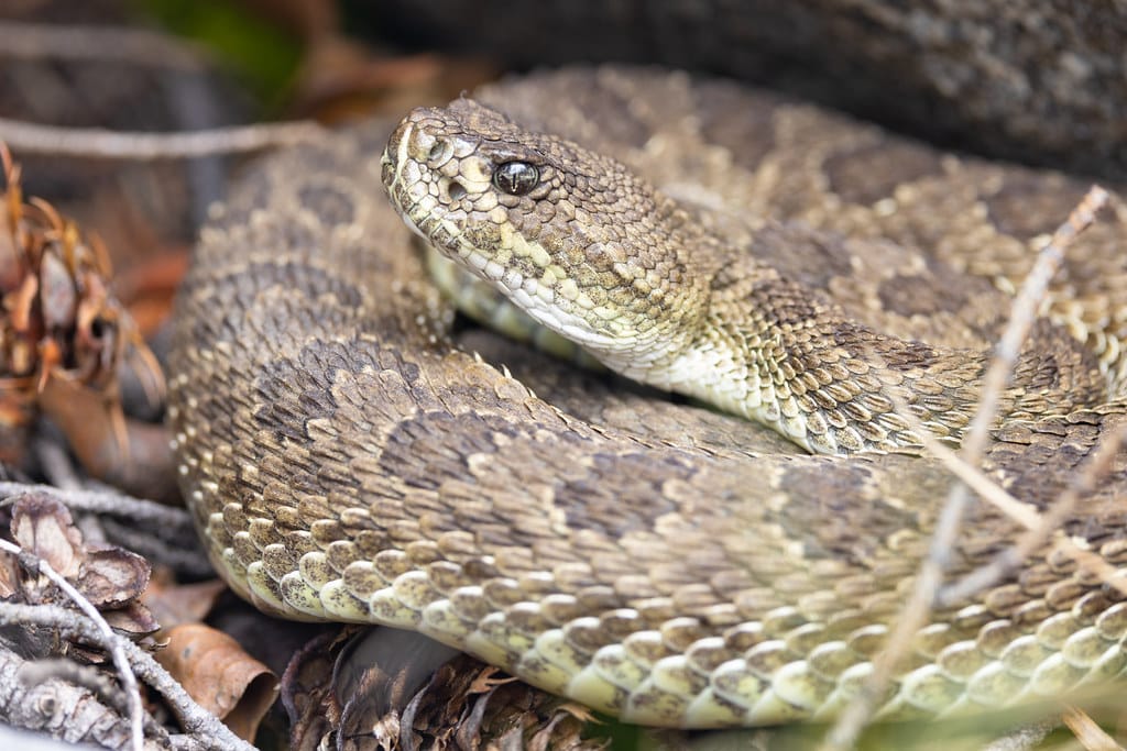 Prairie Rattlesnake
