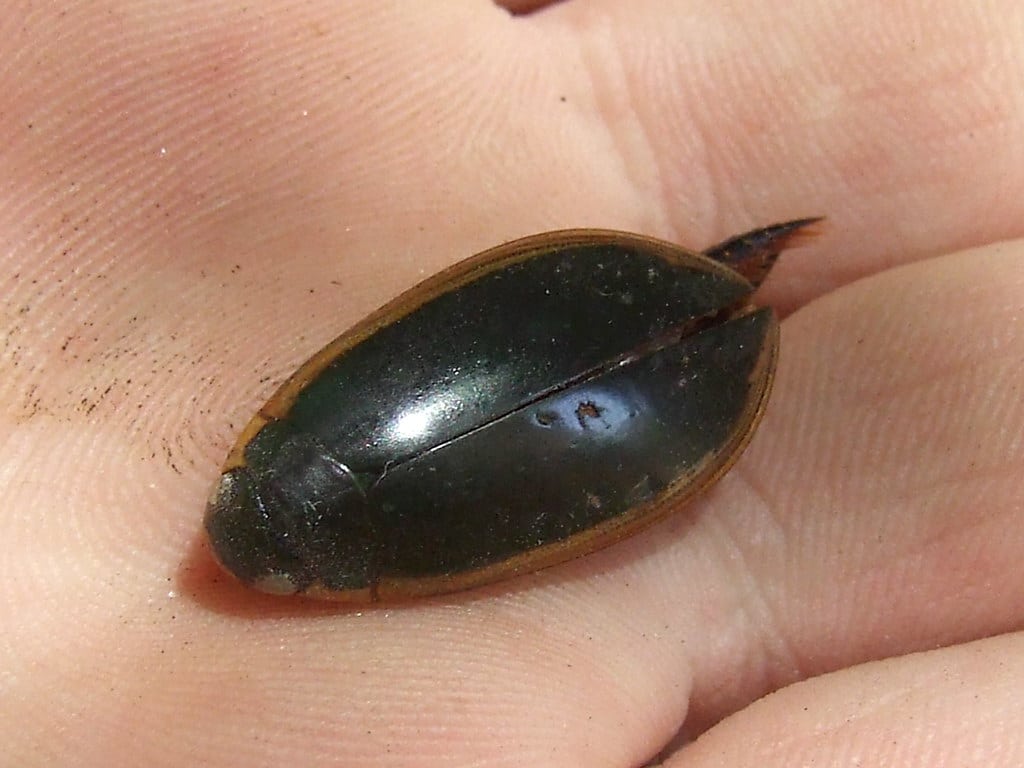 Predaceous Diving Beetle