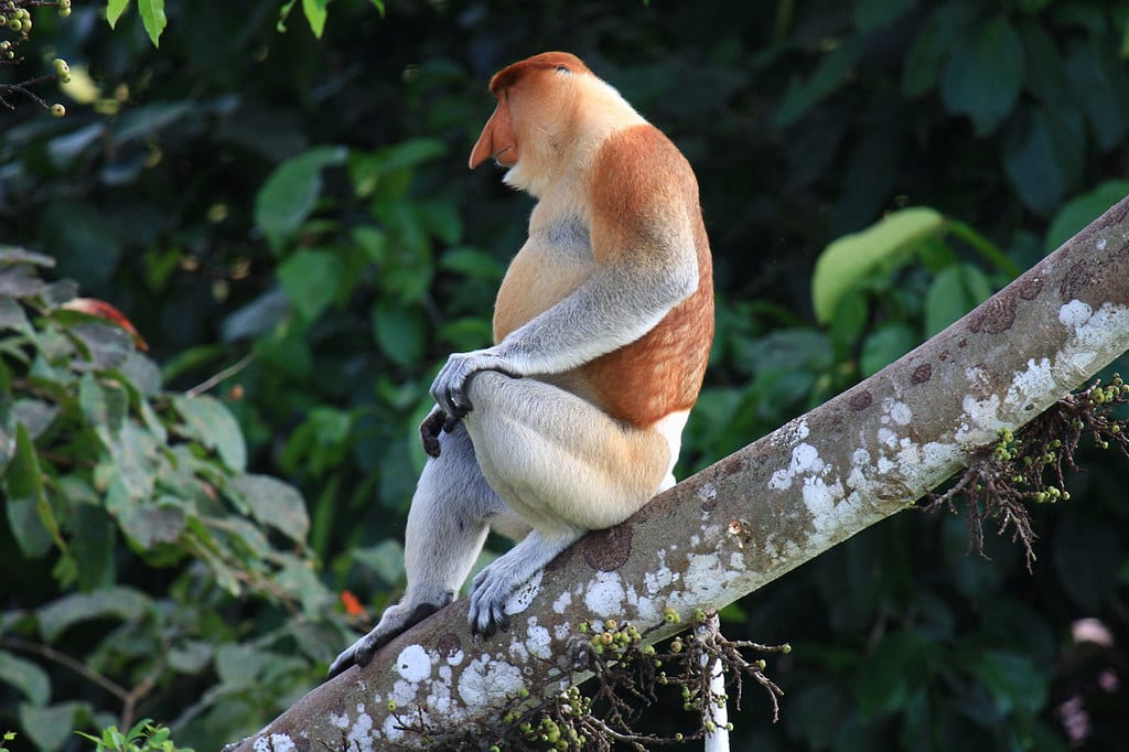 Proboscis Monkey