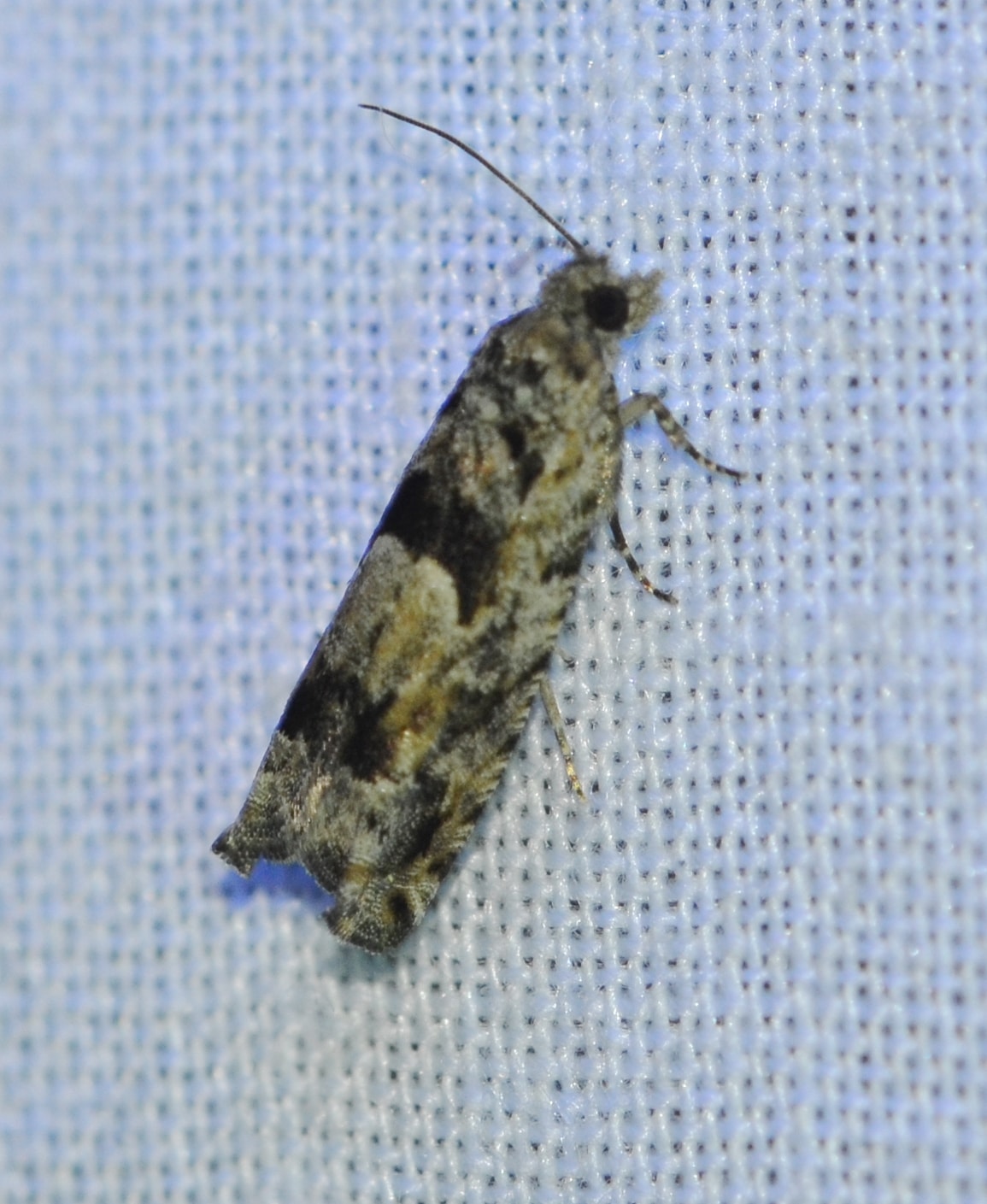 Pseudexentera Moth