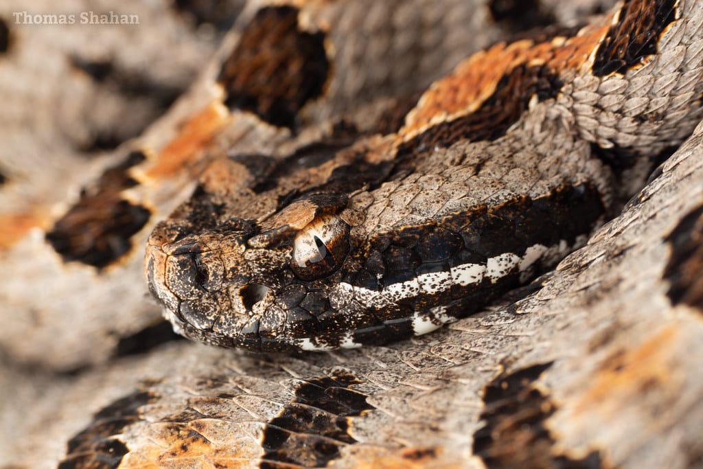 Pygmy Rattlesnake