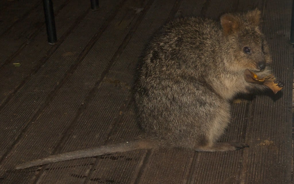 Quokkas