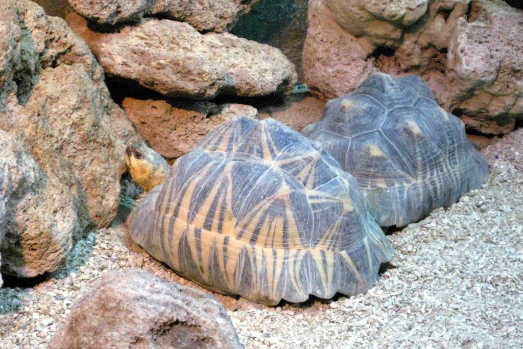 Radiated Tortoise
