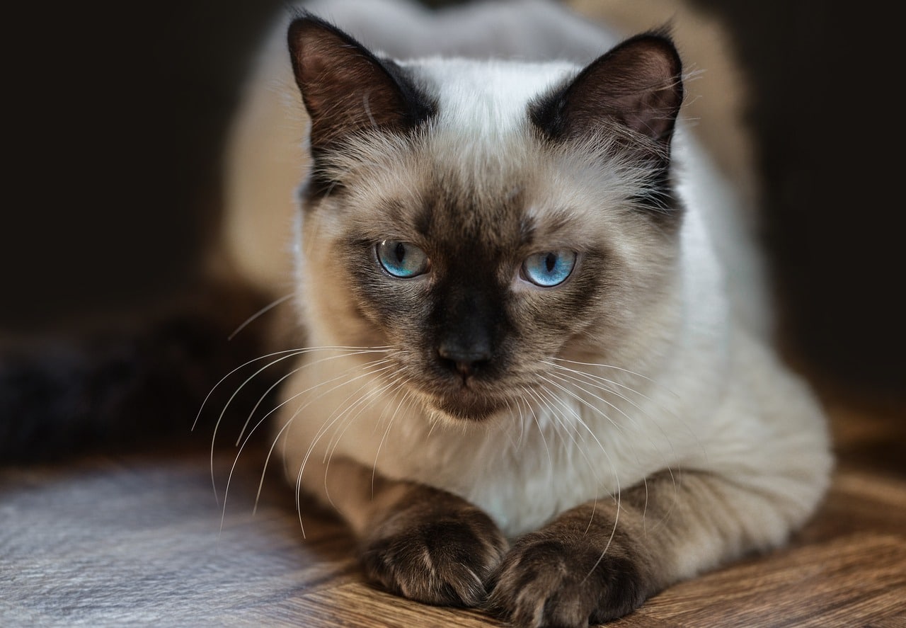 Ragdolls - Most Expensive Cat Breeds