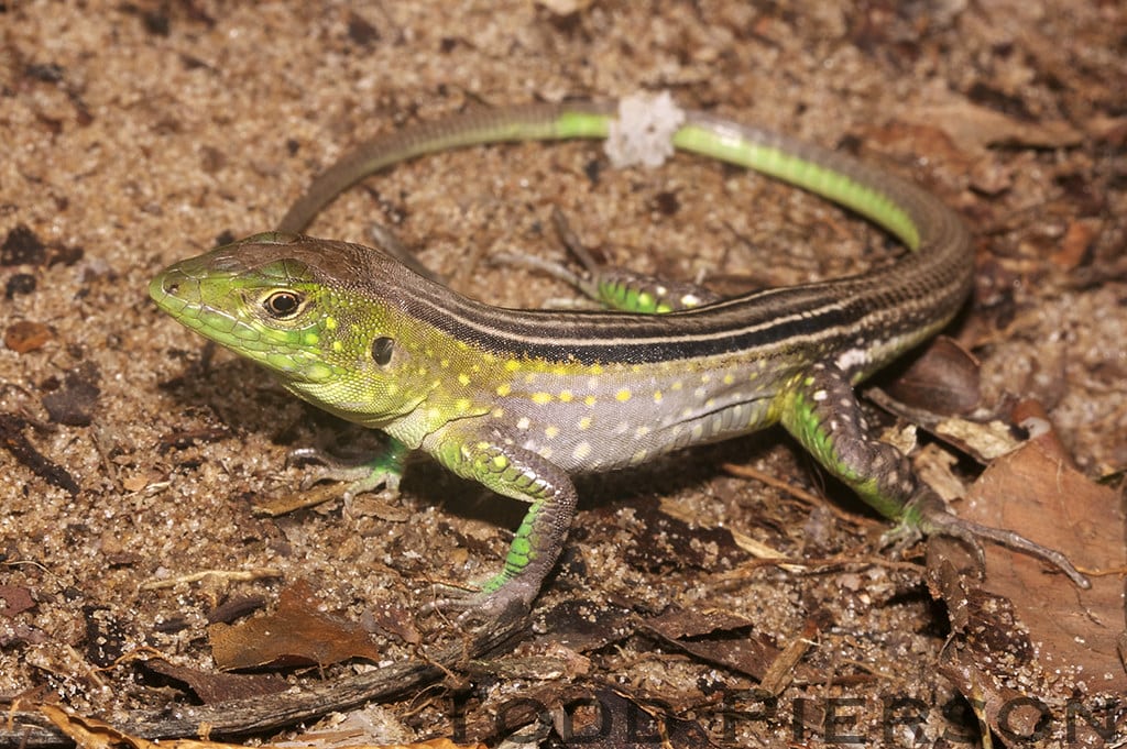 Rainbow Whiptail