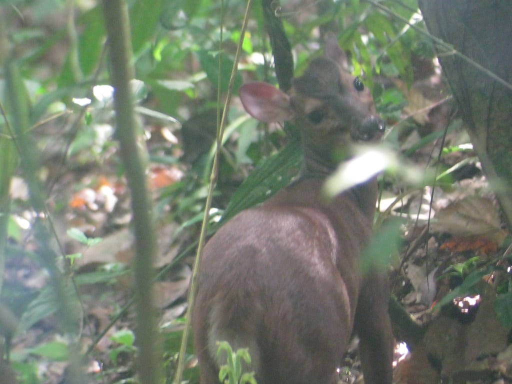 Red Brocket