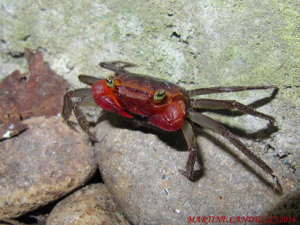 Red Claw Crab