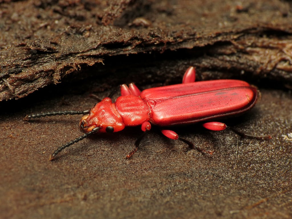 Red Flat Bark Beetle