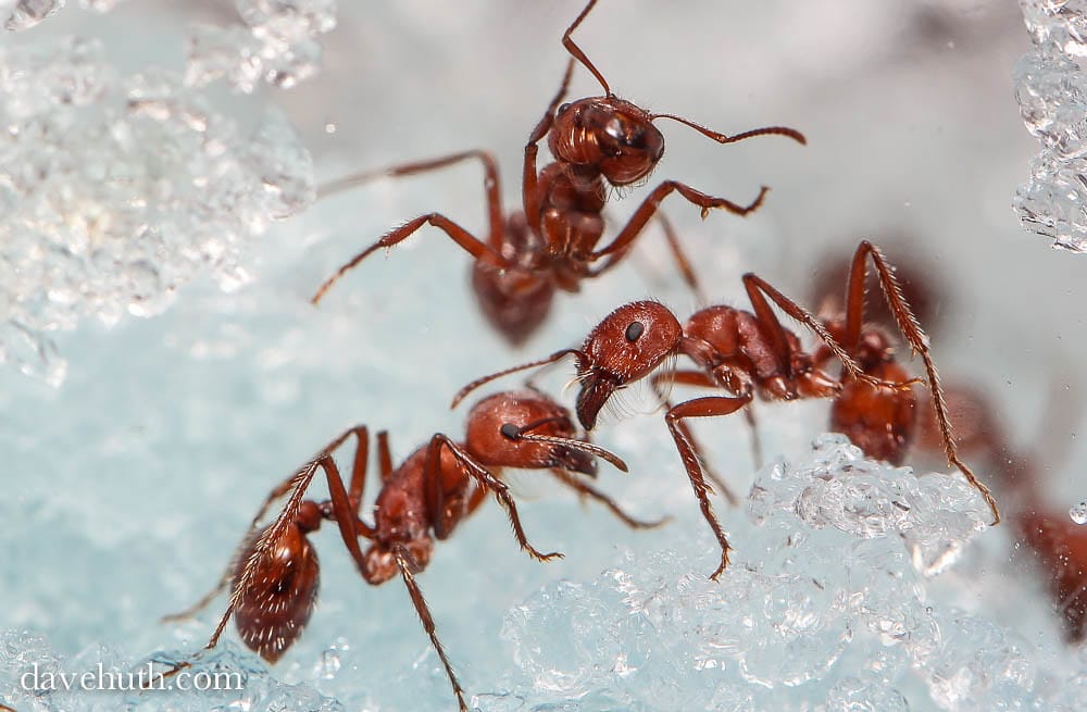 Red Harvester Ant