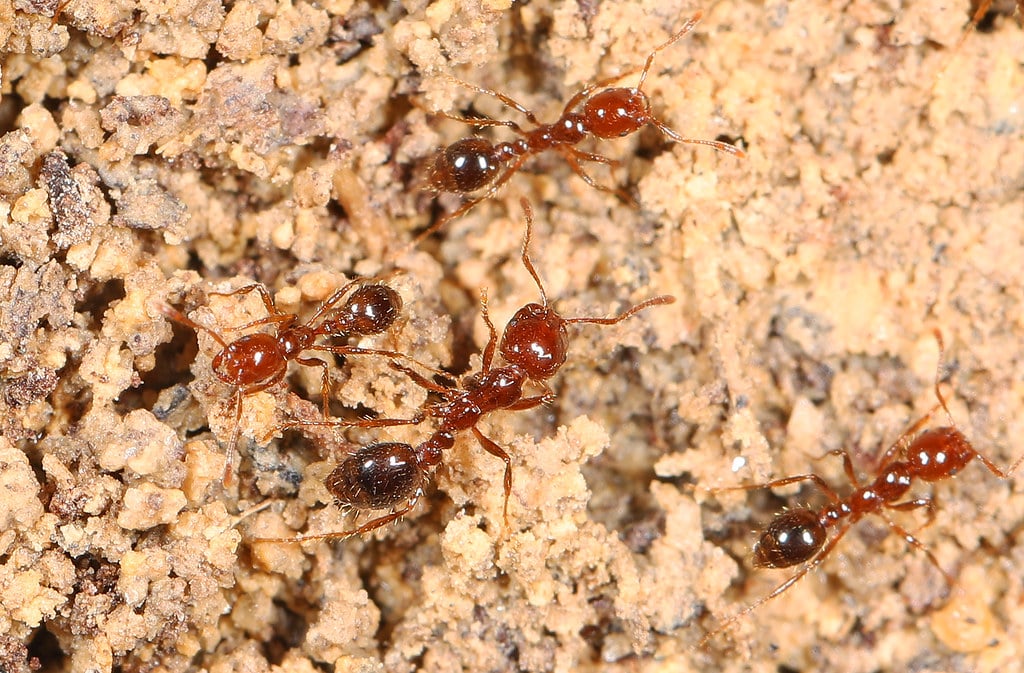 Red Imported Fire Ant - Types of Ants in Minnesota