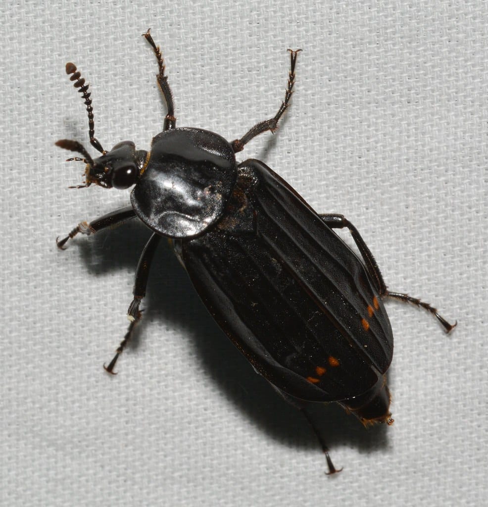 Red-lined Carrion Beetle