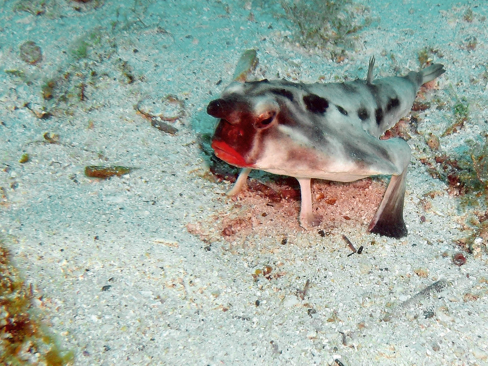 Red-lip Batfish