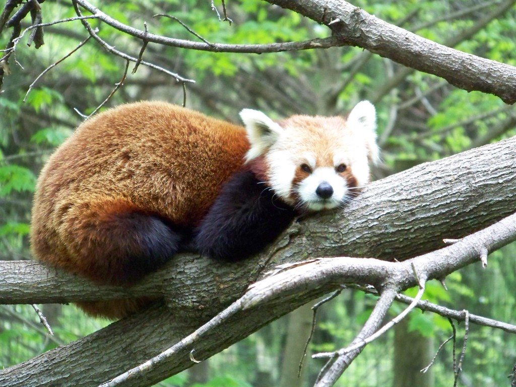 Red Pandas