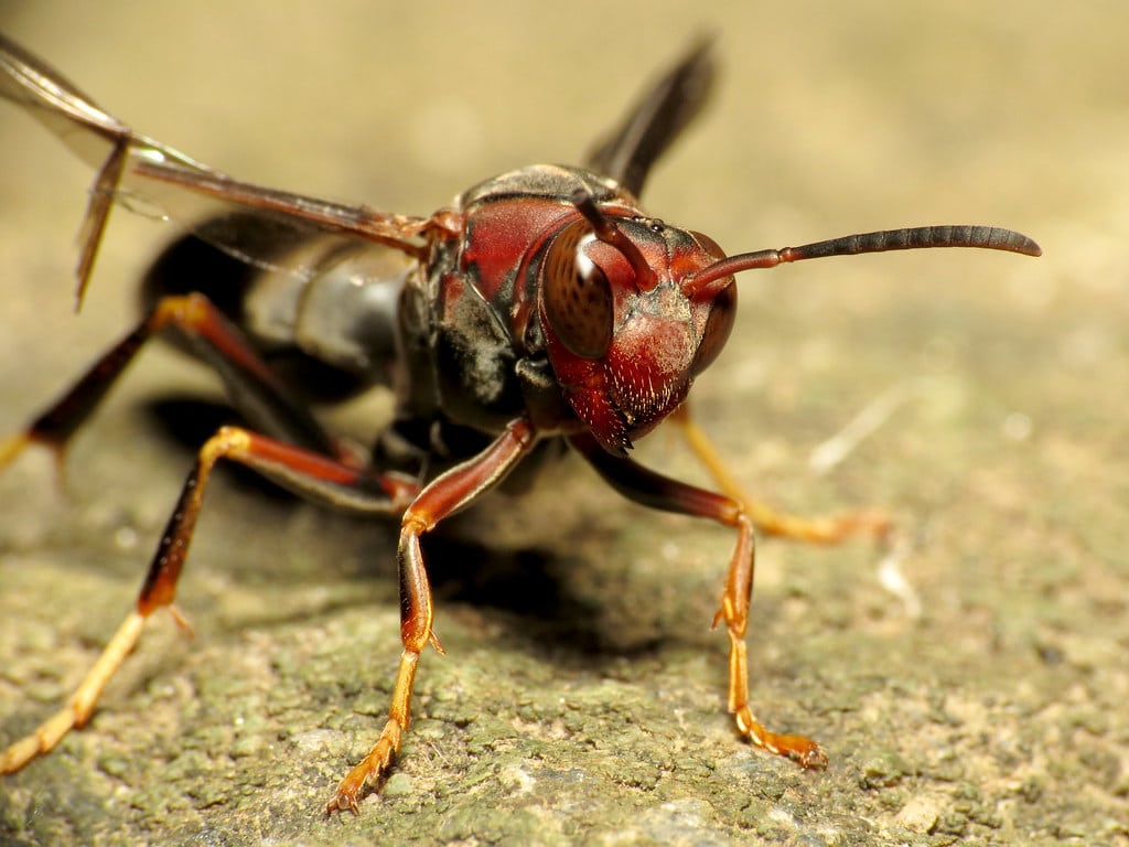 Red Paper Wasp