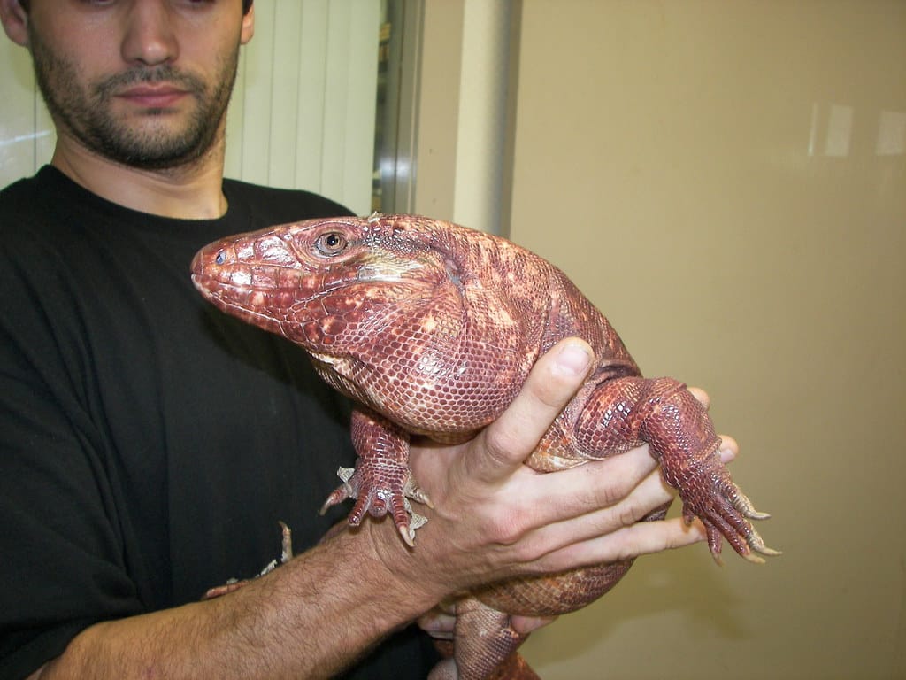Red Tegu
