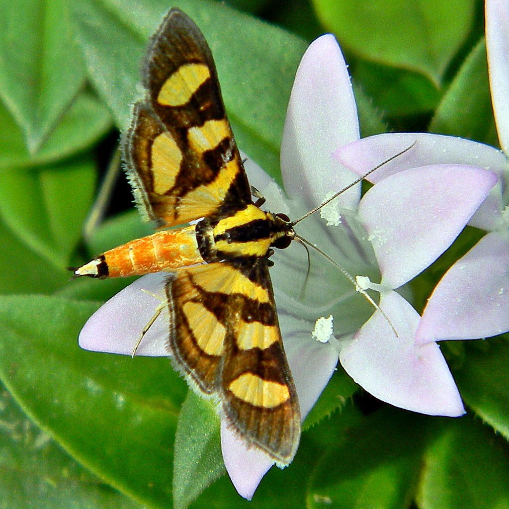Red-Waisted Florella Moth
