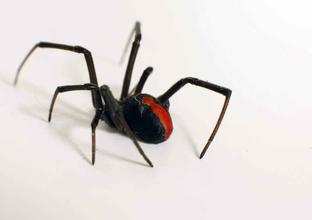 Redback (Black Widow) Spider