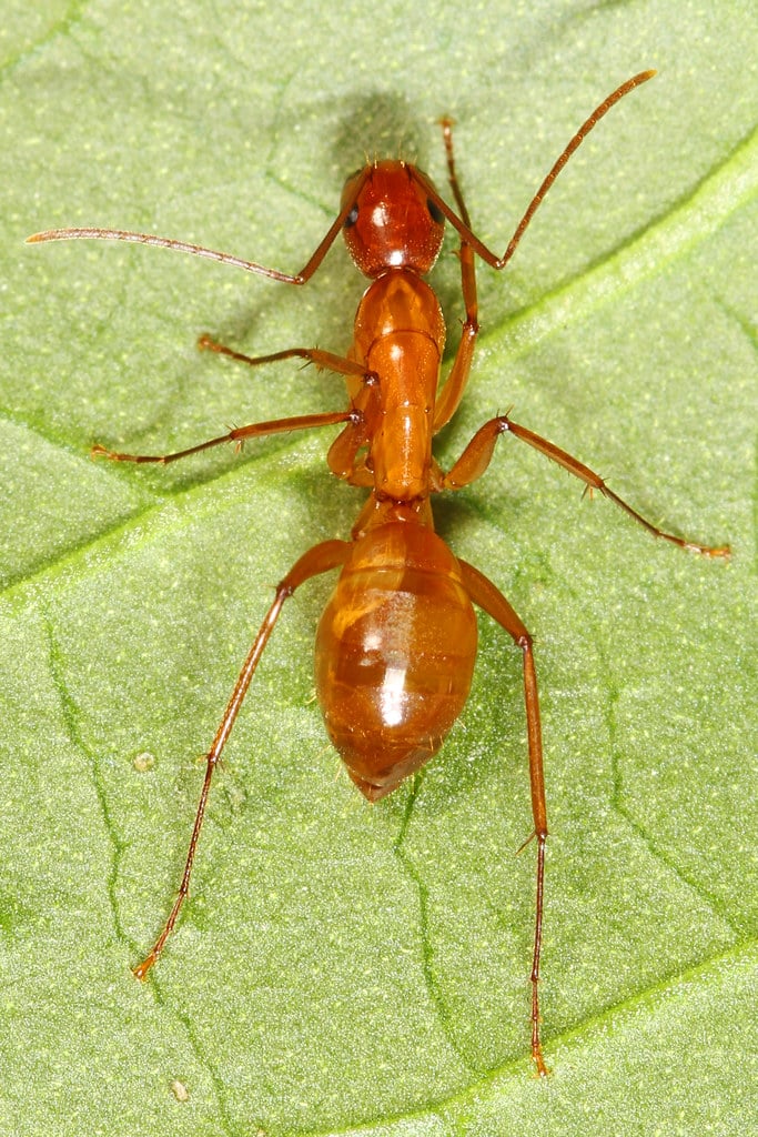 Reddish Carpenters Ant