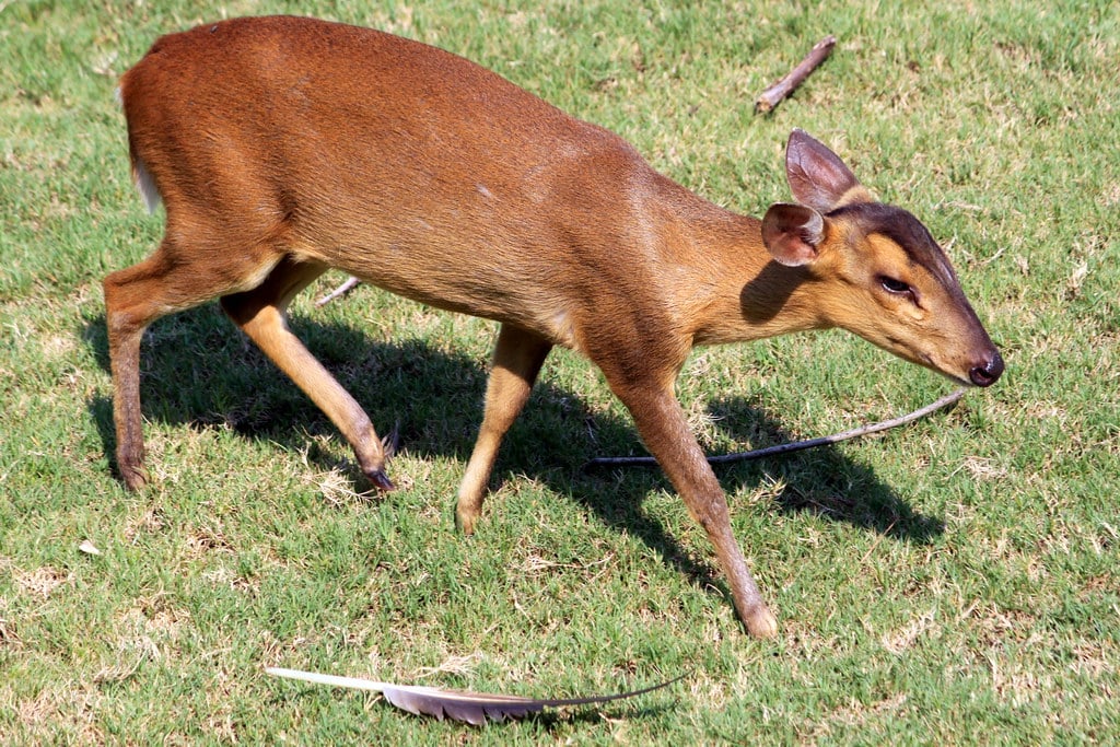 Reeves's Muntjac