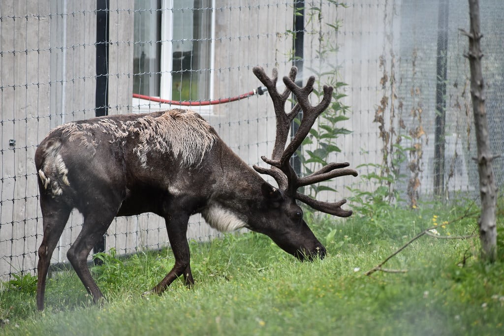Reindeer (Caribou) - Different Types of Deer