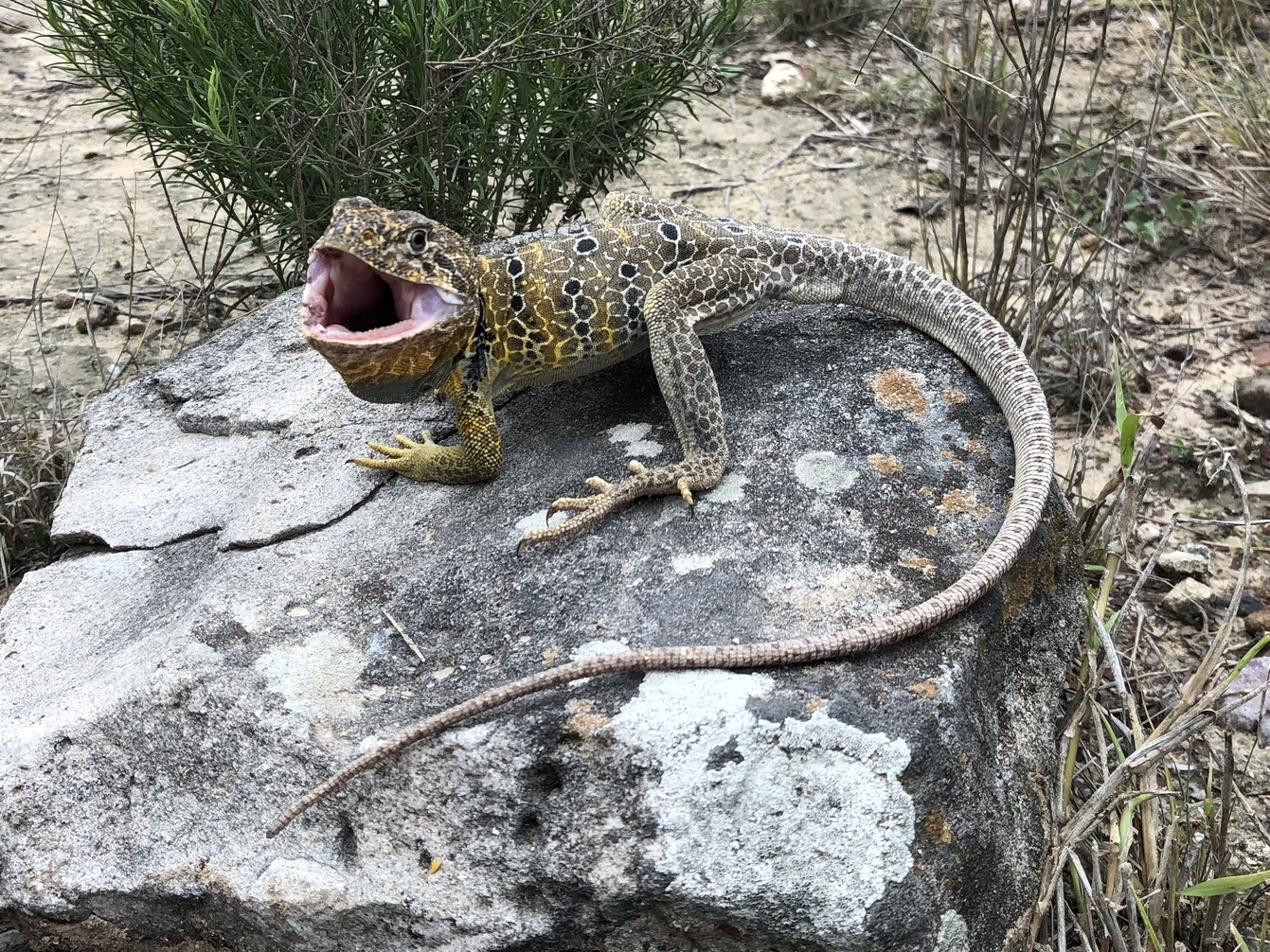 Reticulate Collared Lizard