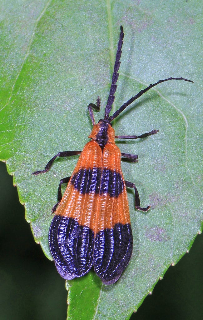 Reticulated Net-winged Beetle