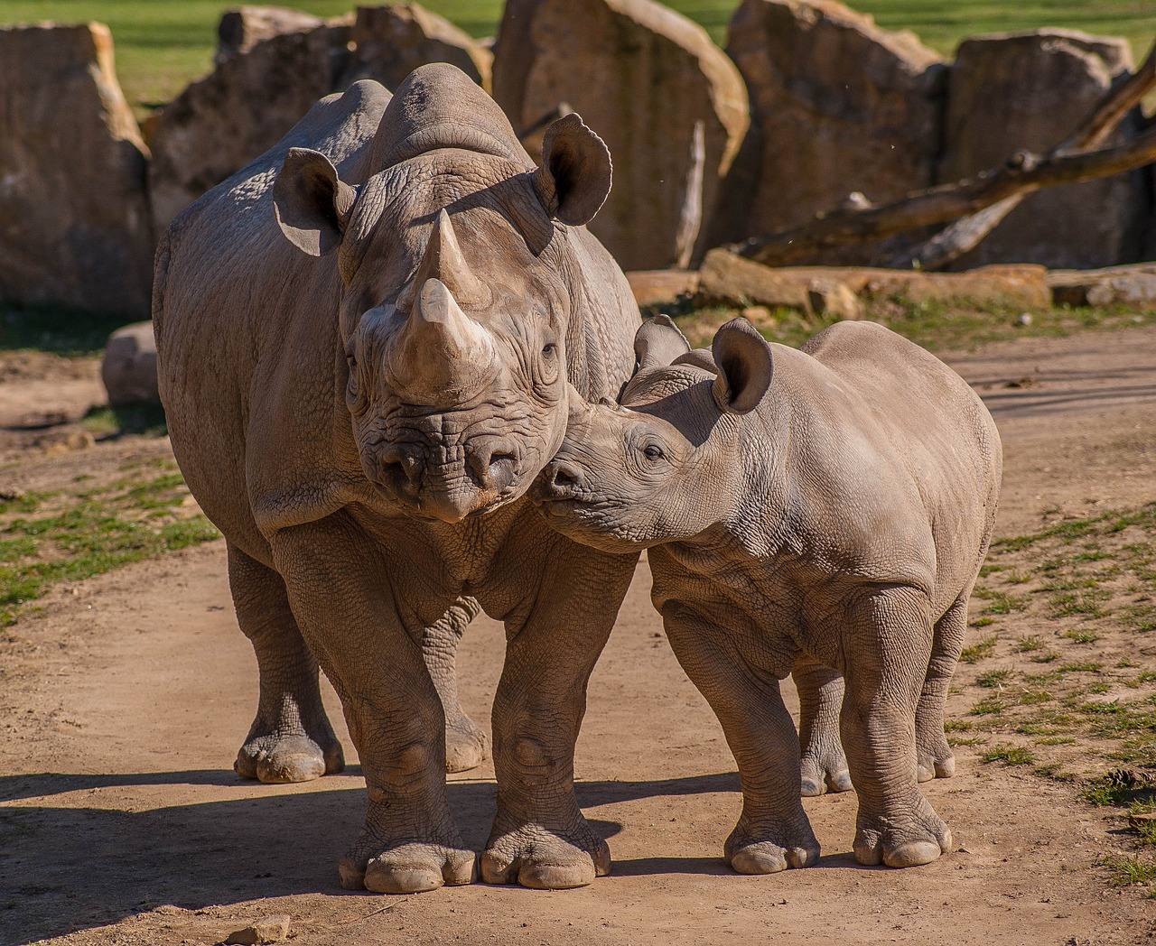 Rhinoceros