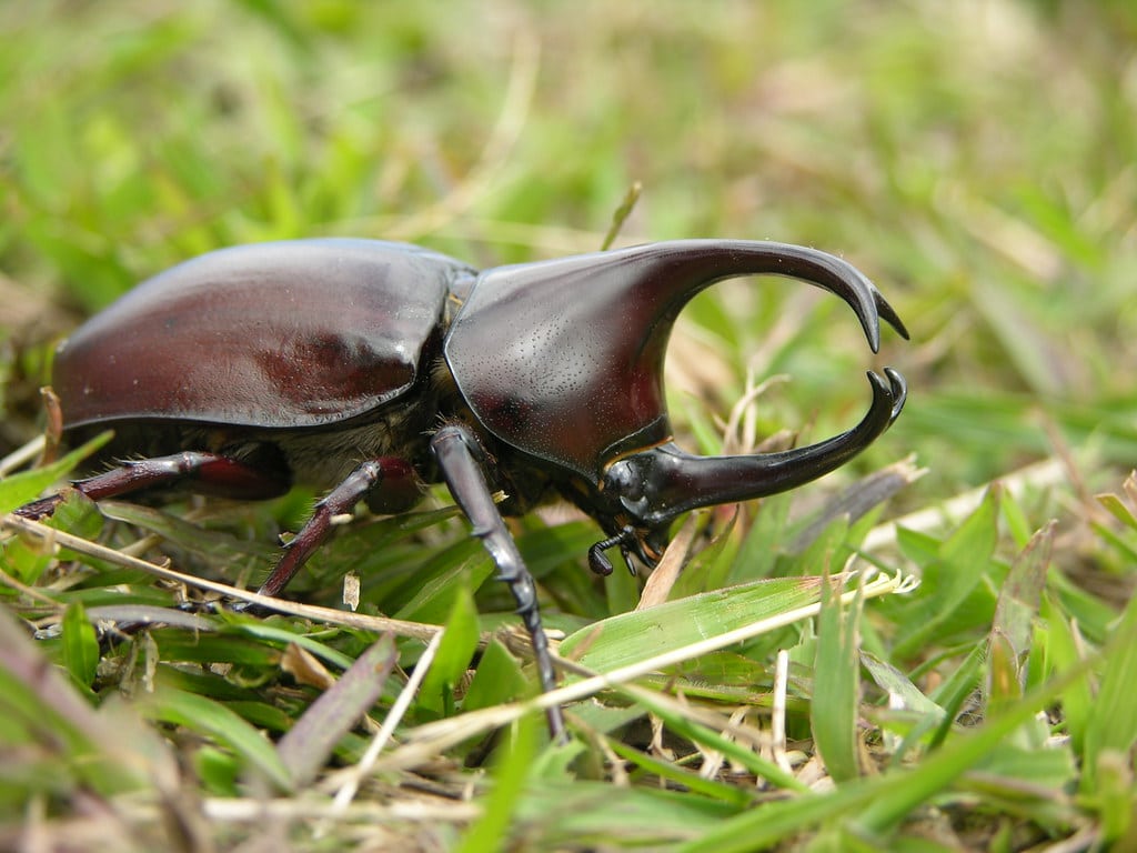 Rhinoceros Beetle