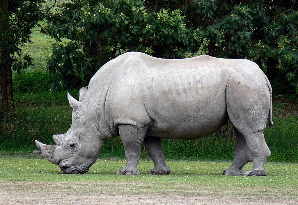 Rhinoceros