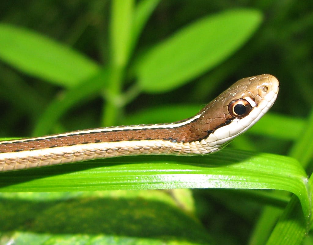Ribbon Snake - Types of Snakes in Canada