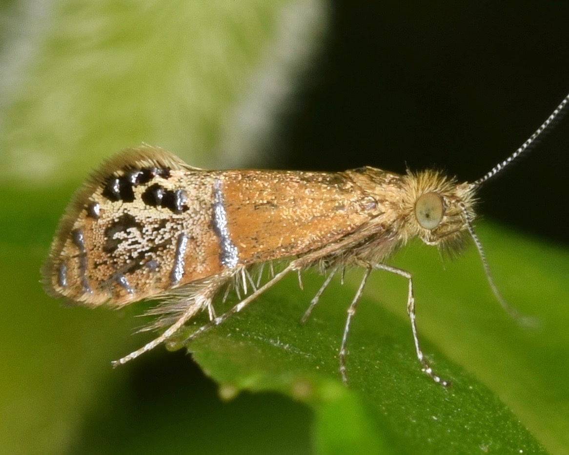 Riding's Fairy Moth