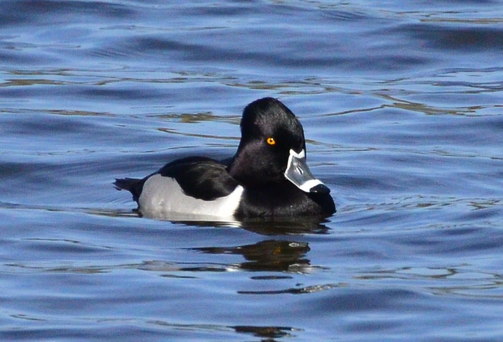 Ring-necked Duck