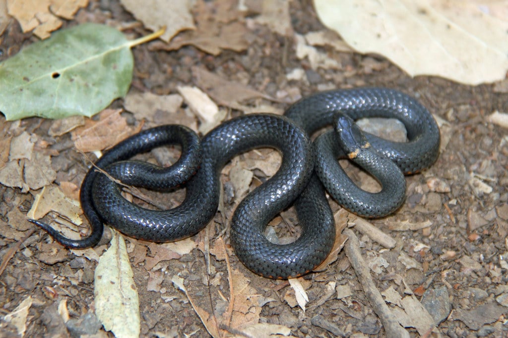 Ring-Necked Snake - Types of Snakes in Texas