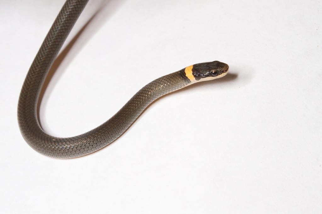 Ringneck Snake
