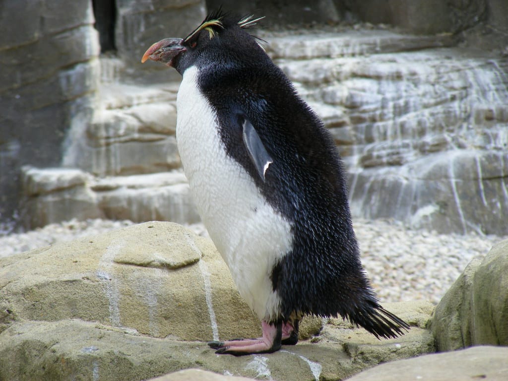 Rockhopper Penguin - Animals That Walk on Two Legs
