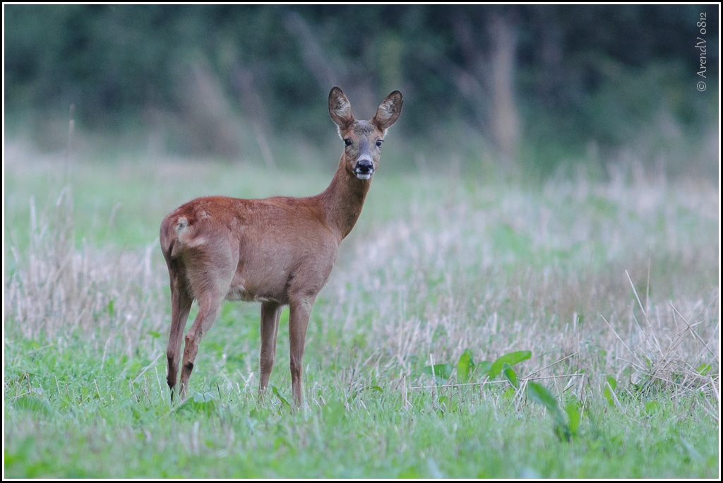 Roe Deer