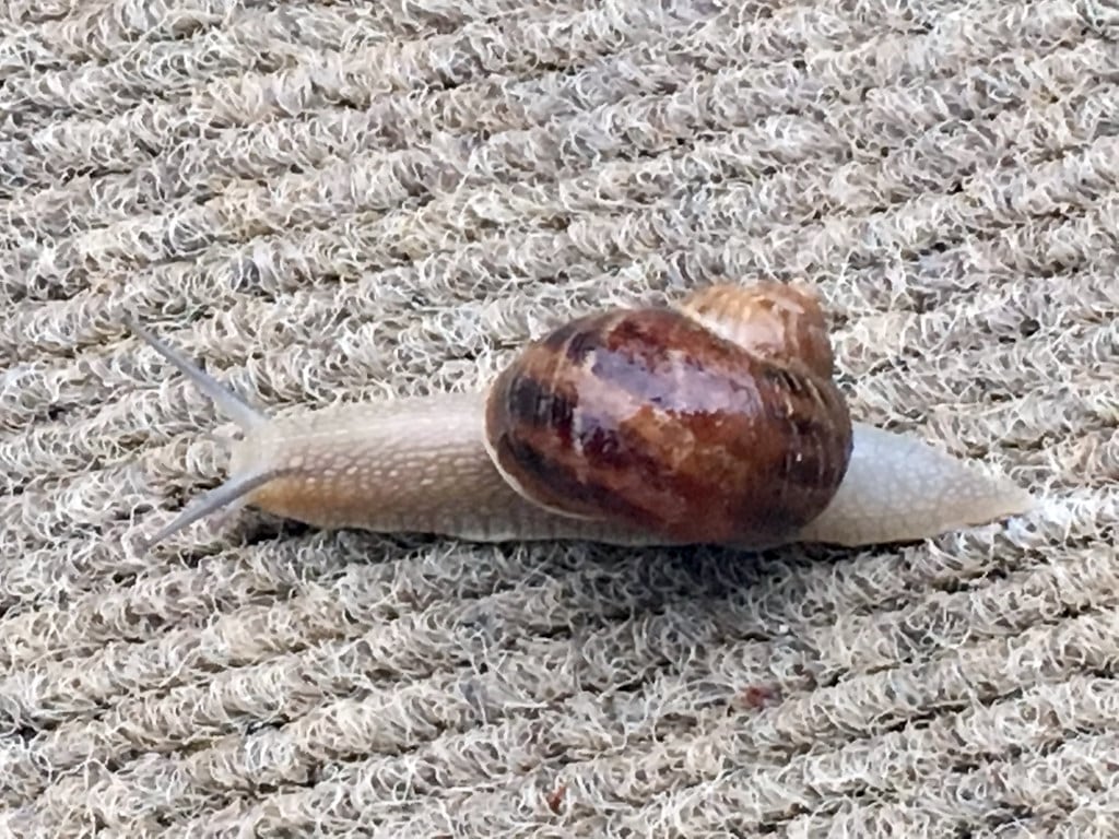 Roman Snail