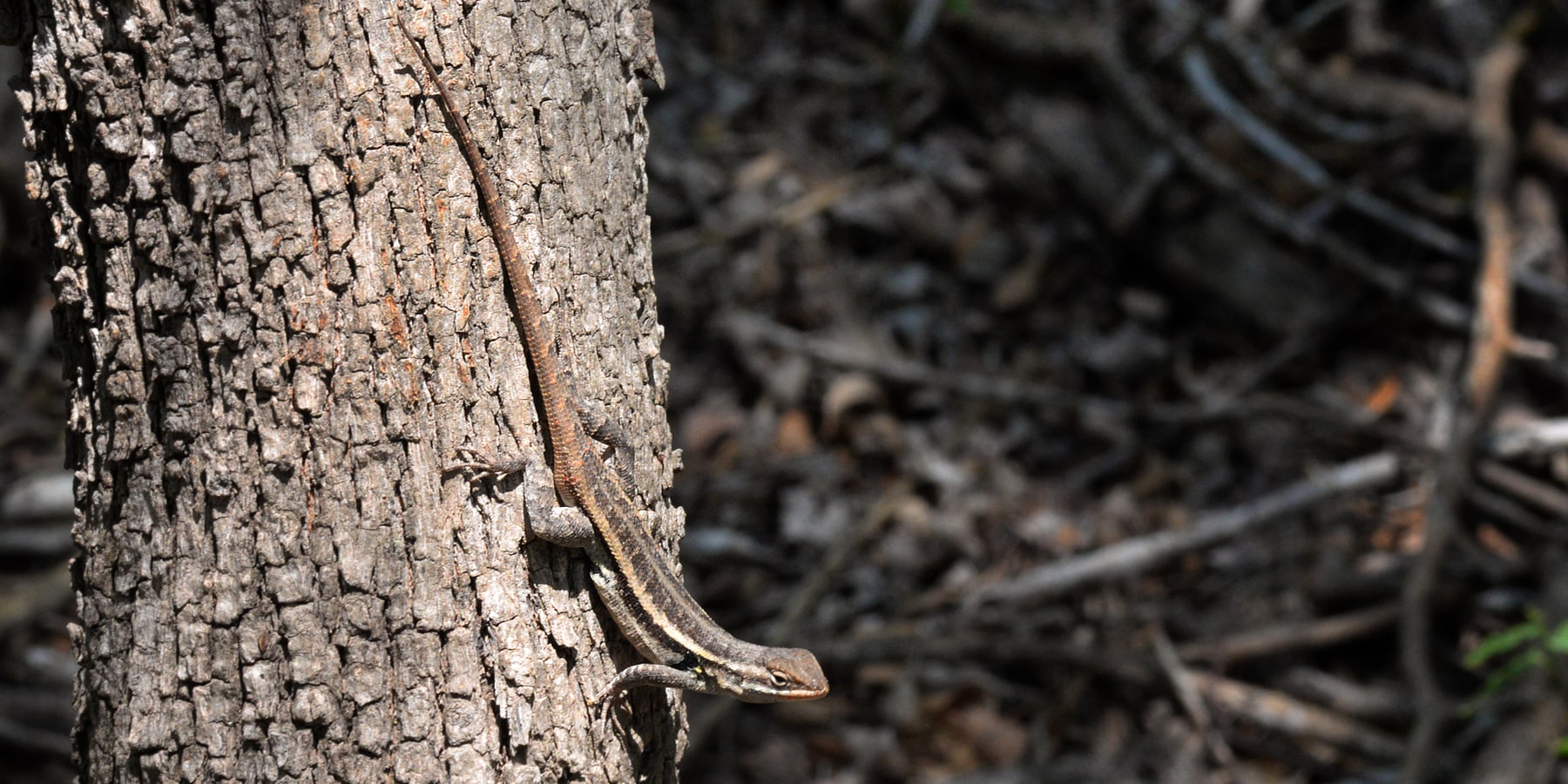 Rose-Bellied Lizard