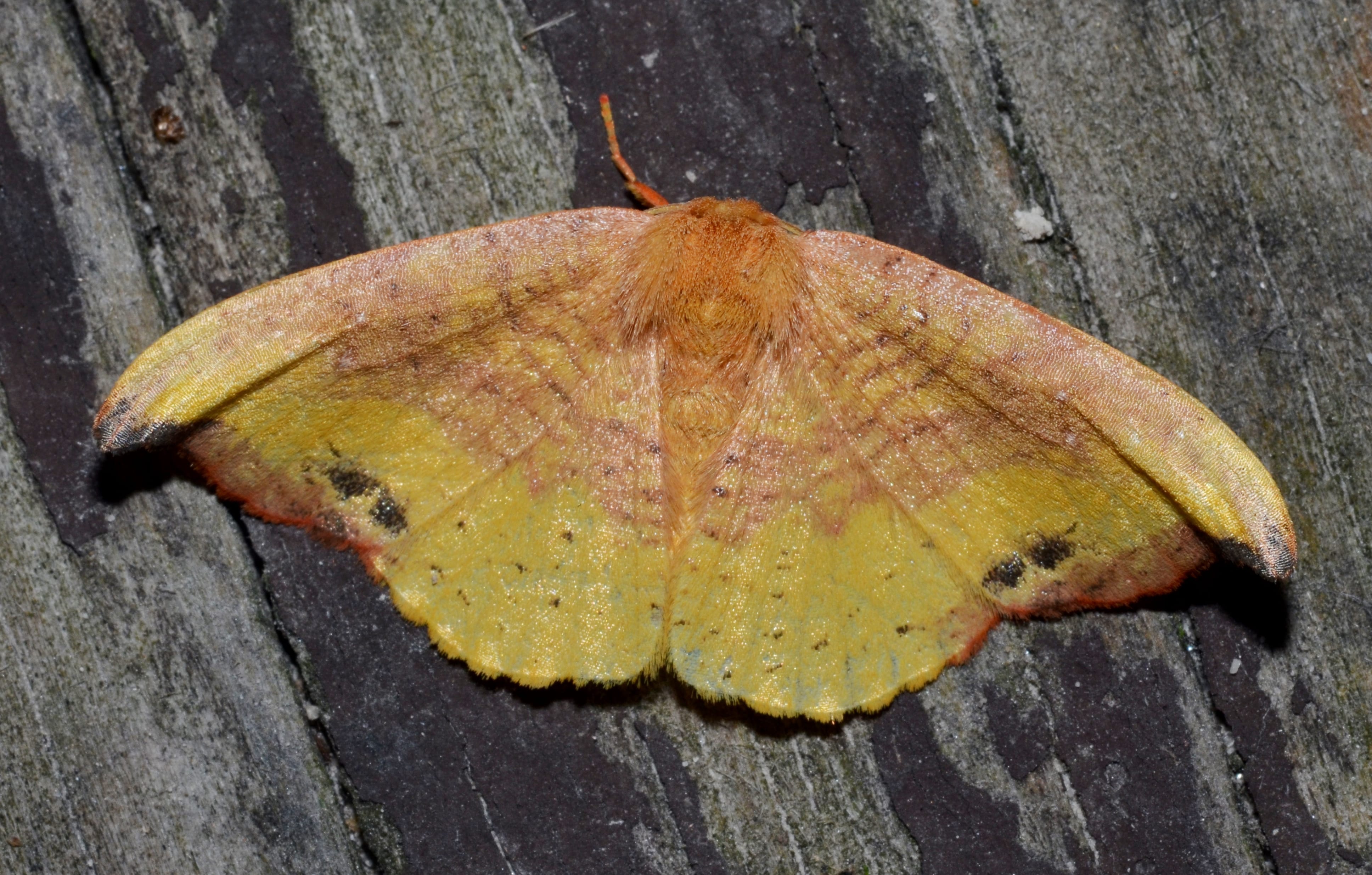 Rose Hooktip Moth