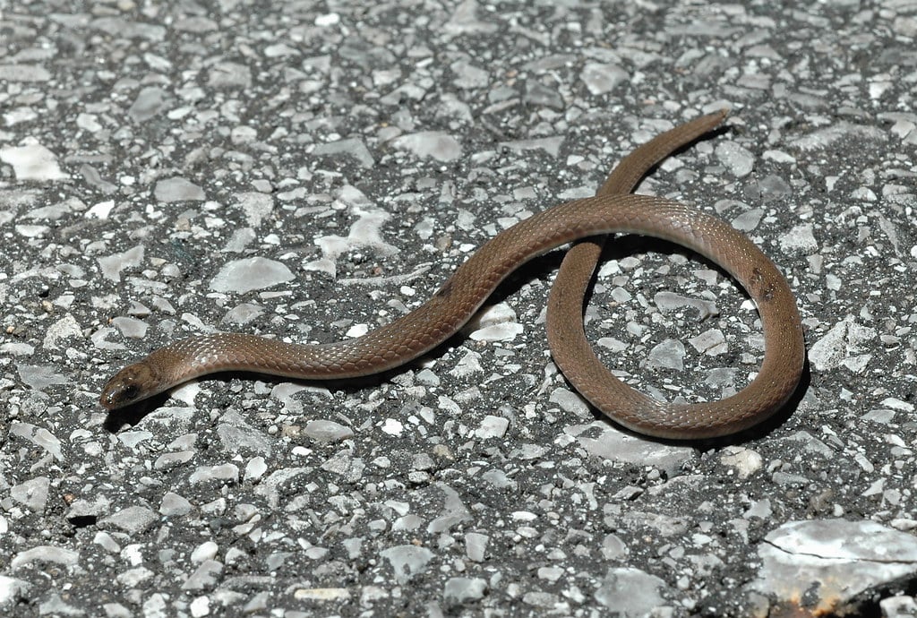 Rough Earth Snake