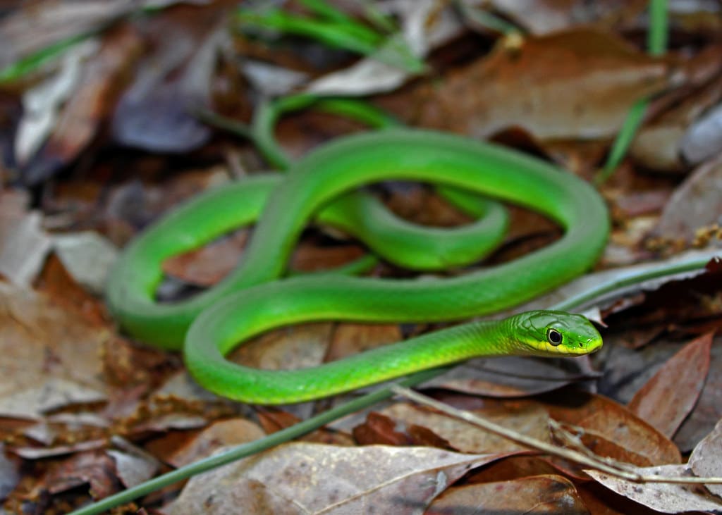 Rough Green Snake
